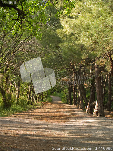 Image of Wood Lane under Sunlight