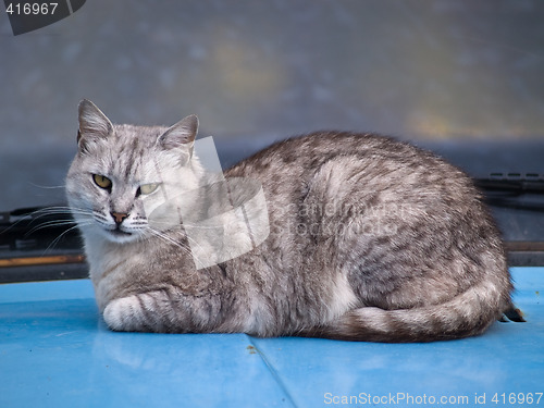 Image of Pretty British Cat on Car Hood