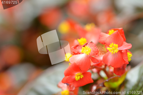 Image of Flowers begonia. Begonia is a flower of extraordinary beauty