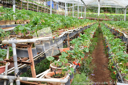 Image of Fresh and young strawberry fruits