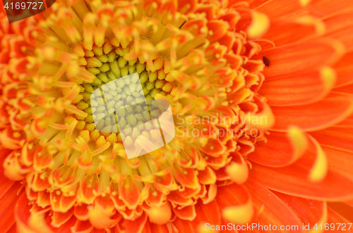Image of Gerbera flower in a garden