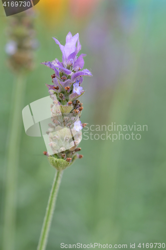 Image of Lavender flowers in nature