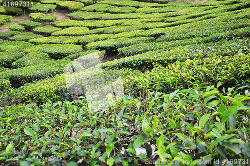 Image of Tea Plantation in the Cameron Highlands in Malaysia