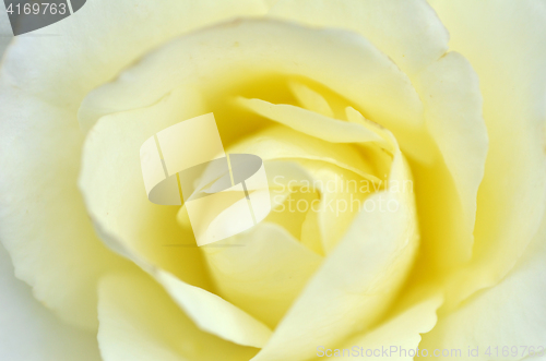 Image of Beautifu yellow rose flower