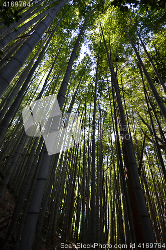 Image of Green and natural bamboo forest