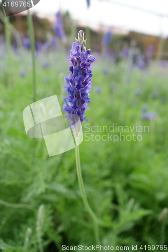 Image of Lavender flowers in nature