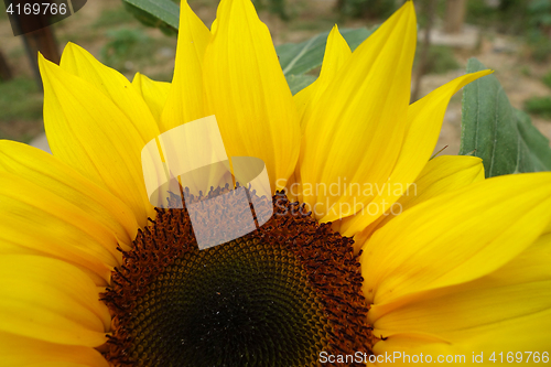 Image of Beautiful yellow sunflower blooming