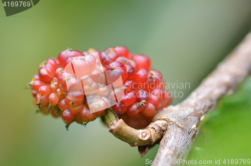 Image of Red mulberry on the tree 