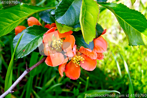 Image of Quince blooming