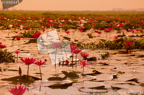 Image of THAILAND ISAN UDON THANI KUMPHAWAPI LOTUS LAKE