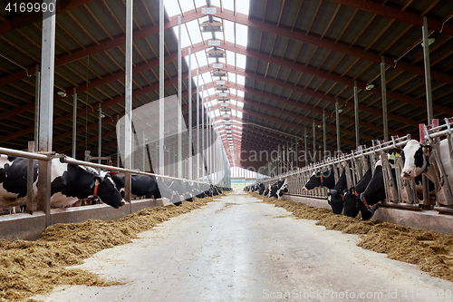 Image of herd of cows eating hay in cowshed on dairy farm