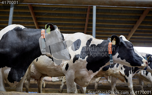 Image of herd of cows in cowshed on dairy farm