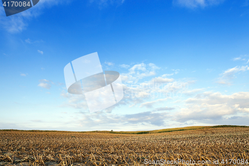 Image of harvesting corn, field