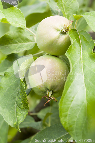 Image of green leaves of apple trees and apples