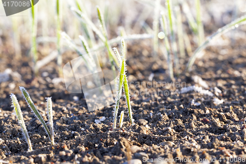 Image of green wheat in frost, close-up