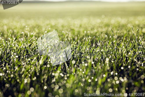 Image of young grass plants, close-up