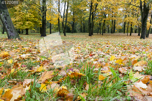 Image of yellowed maple trees in autumn