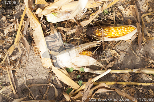 Image of Ripe yellow corn