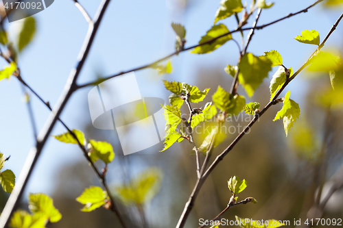 Image of Young leaves of birch