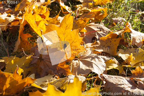 Image of leaves in autumn park