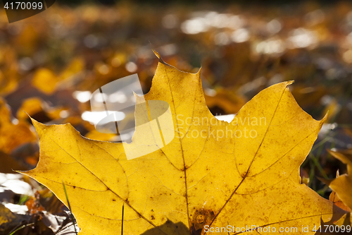 Image of leaves in autumn park