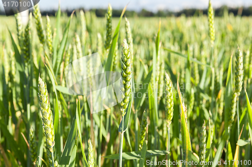 Image of Field with cereal