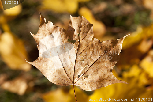 Image of The fallen maple leaves