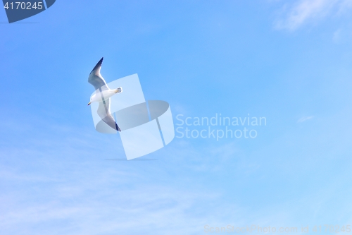 Image of Black-tailed gull flying in the sky at Matsushima