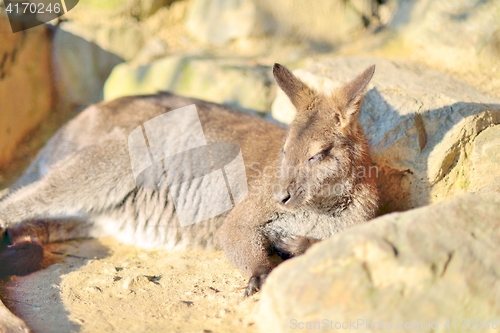 Image of Small kangaroo laying and sleeping in the sun