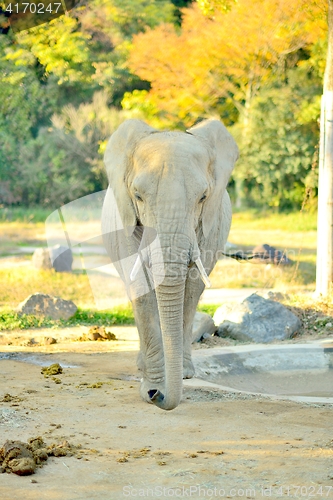 Image of African elephant viewed from the front walking towards the camera