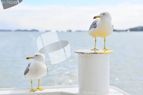 Image of Two Black-Tailed gulls standing and looking at same direction