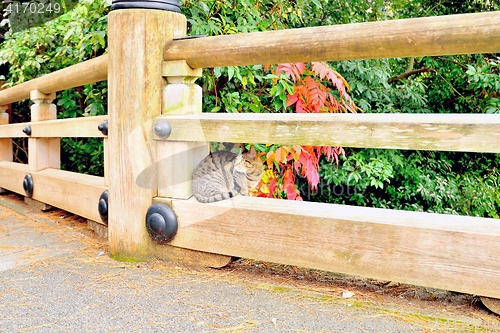 Image of Cute cat sitting on wooden bridge railing