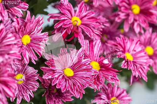 Image of Chrysanthemum flower in the garden