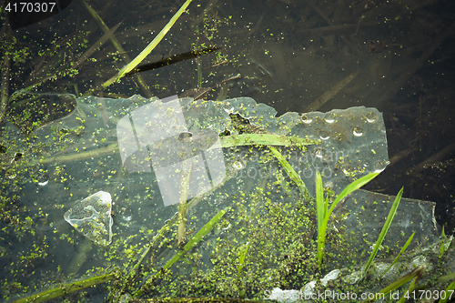 Image of Frozen ice in a pond