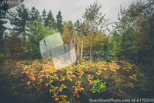 Image of Tree trunk surrounded by colorful leaves