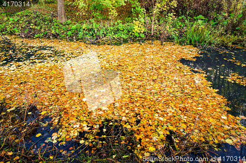 Image of Lake covered with colorful autumn leaves