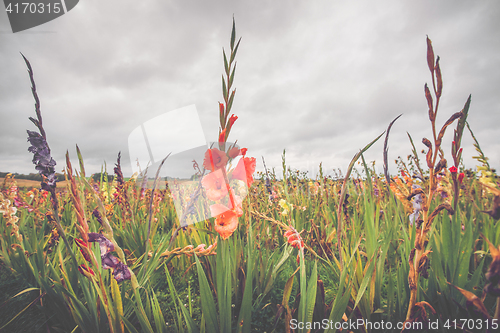 Image of Colorful flowers on a field in cloudy weather