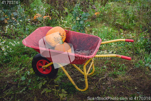 Image of Pumpkins in a red wheelbarrow