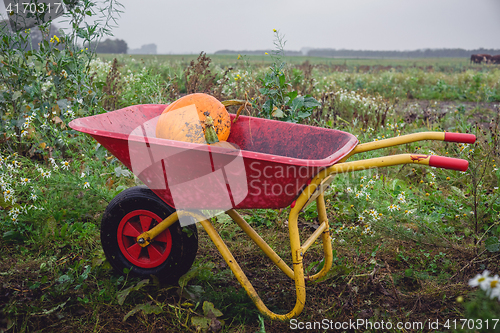 Image of Wheelbarrow with orange pumkins