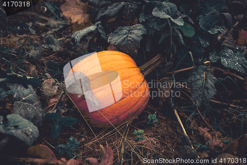 Image of Orange pumpkin in a garden on a rainy day