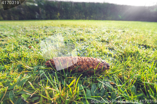 Image of Pine cone on a lawn in sunshine