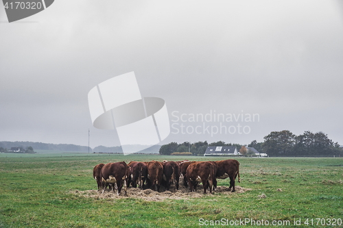 Image of Hereford cows holding a meeting