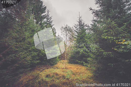 Image of Single birch tree in a pine forest