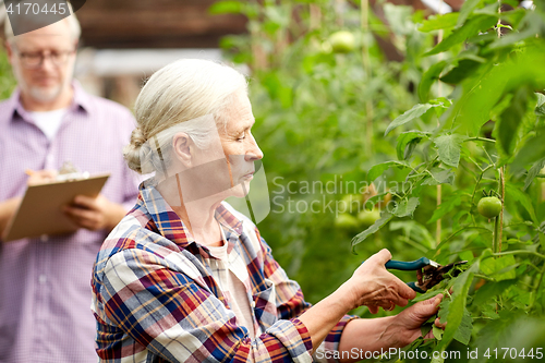 Image of senior woman with garden pruner at farm greenhouse