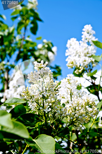 Image of Lilac white with leaves