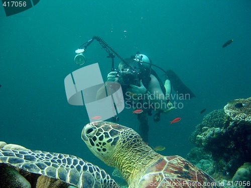 Image of Diver photographing turtle