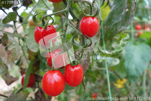 Image of Cherry tomatoes grow in the garden