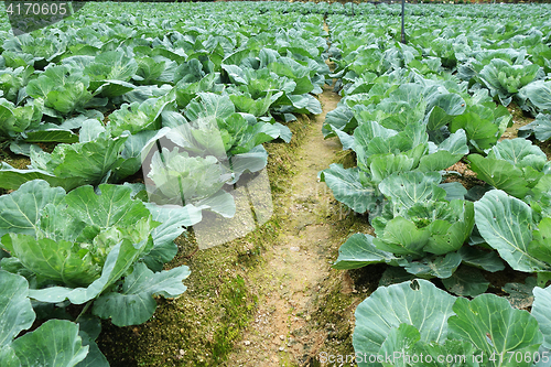 Image of Rows of grown cabbages in Cameron Highland