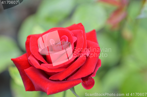 Image of Macro shot of a red rose