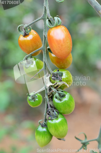 Image of Cherry tomatoes grow in the garden